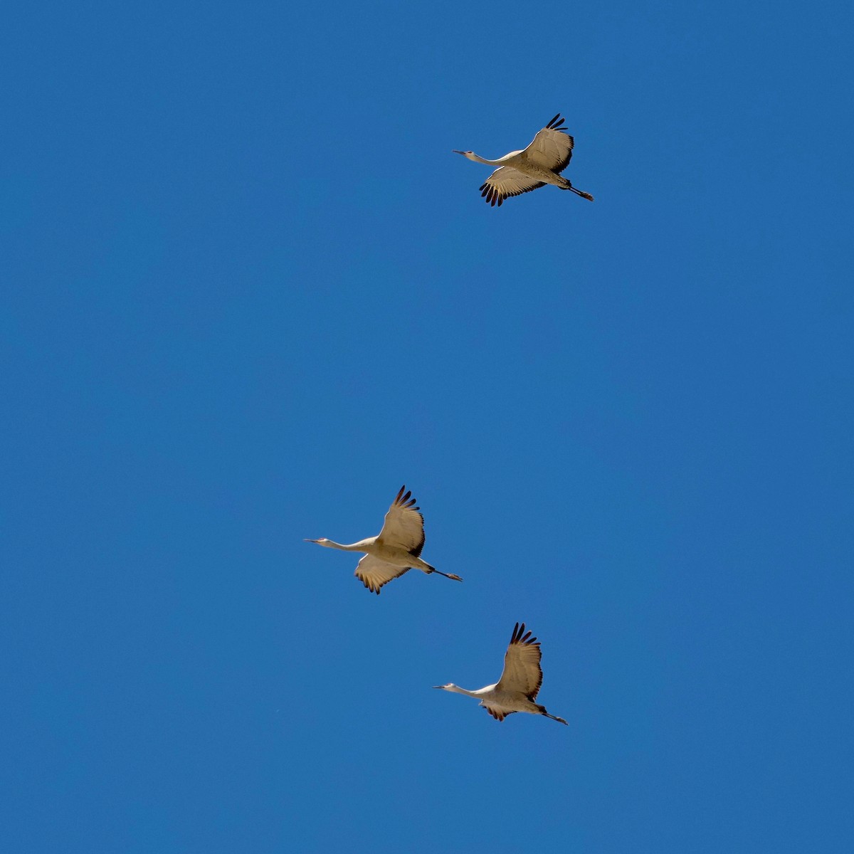 Sandhill Crane - Bill Schneider