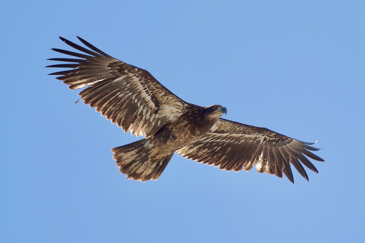 Weißkopf-Seeadler - ML616561373