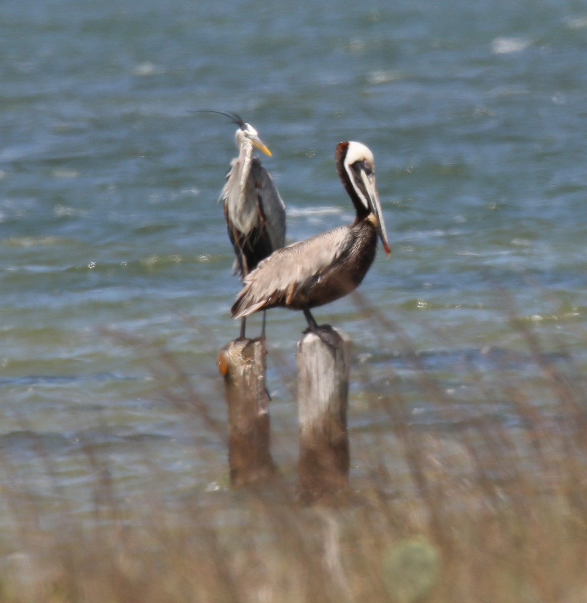 pelikán hnědý - ML616561381