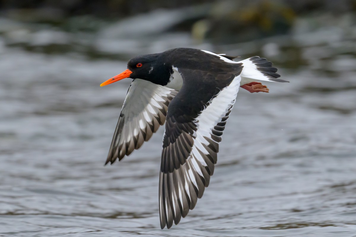 Eurasian Oystercatcher - Sonu Lukose