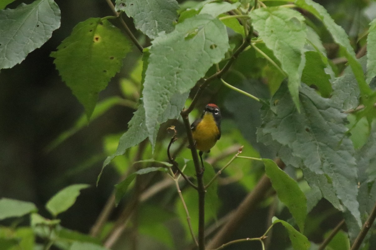 Brown-capped Redstart - Matias Condorí