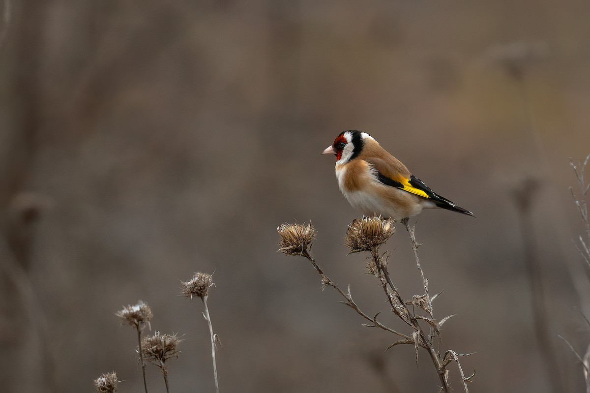 European Goldfinch - Sonu Lukose