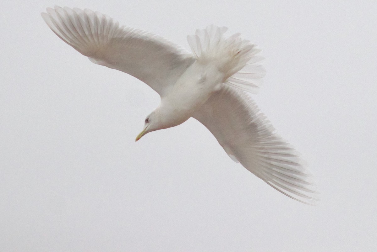 Iceland Gull (kumlieni/glaucoides) - ML616561520