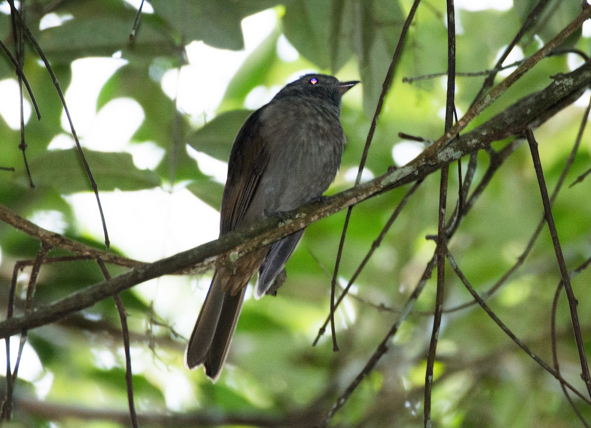 Cinnamon-vented Piha - ML616561689