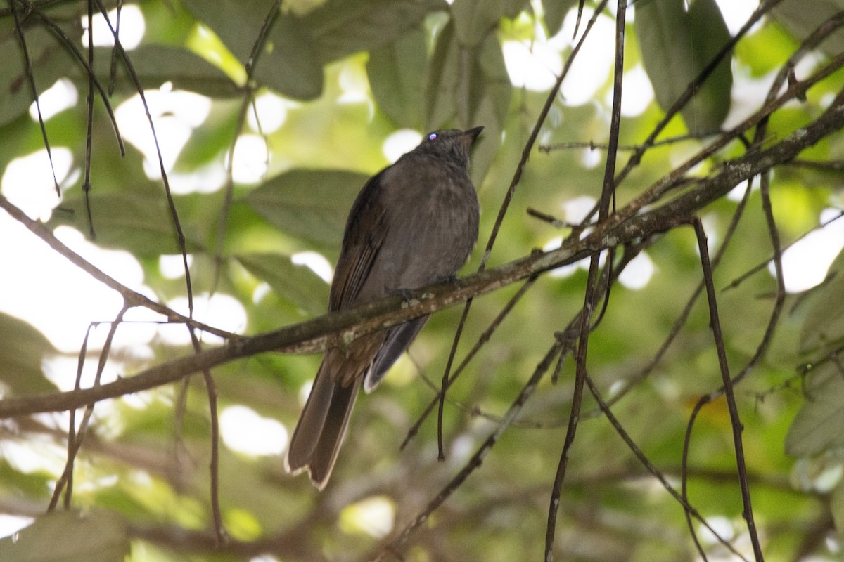 Cinnamon-vented Piha - ML616561690