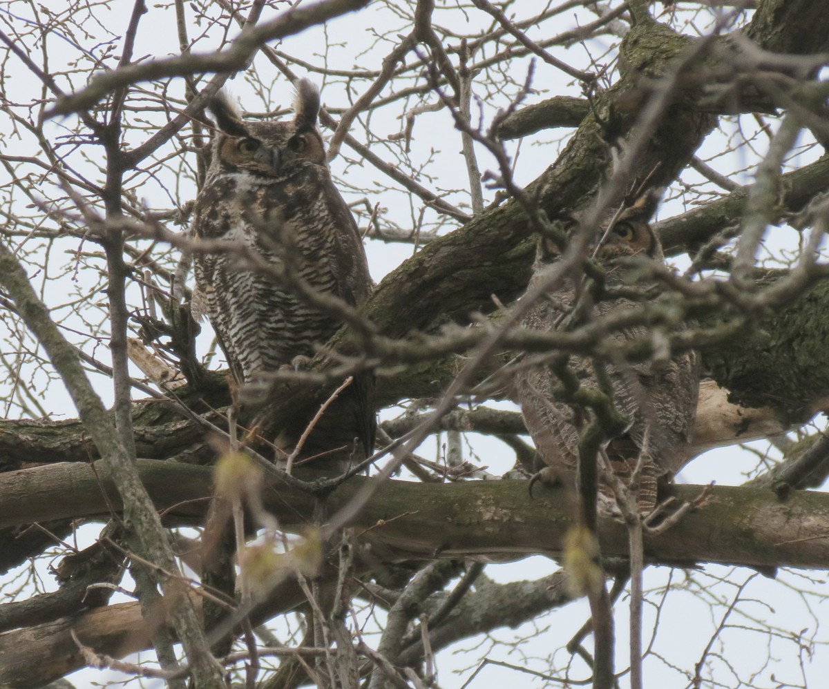 Great Horned Owl - ML616561729