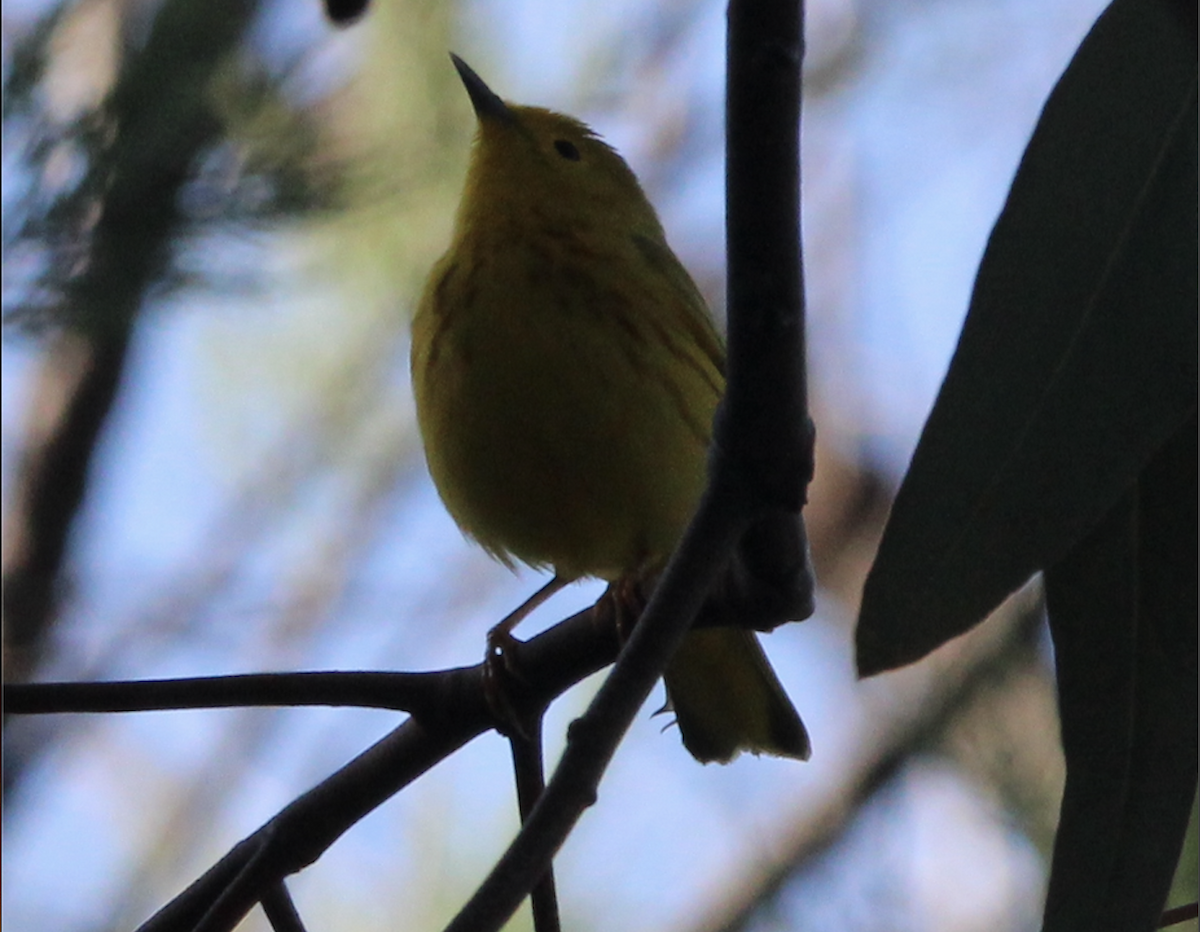 Paruline jaune - ML616561746