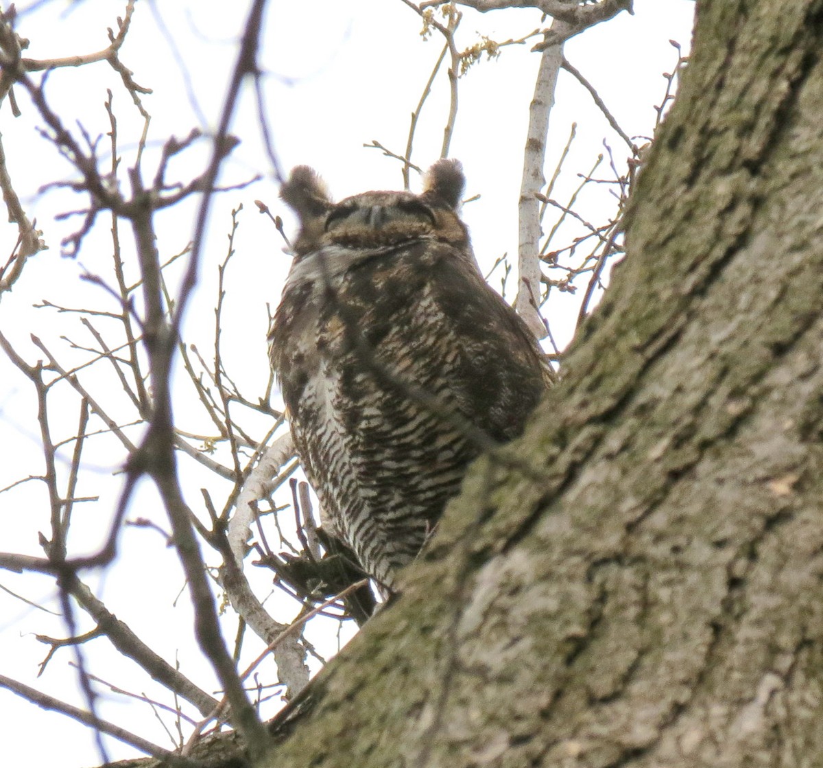 Great Horned Owl - ML616561756