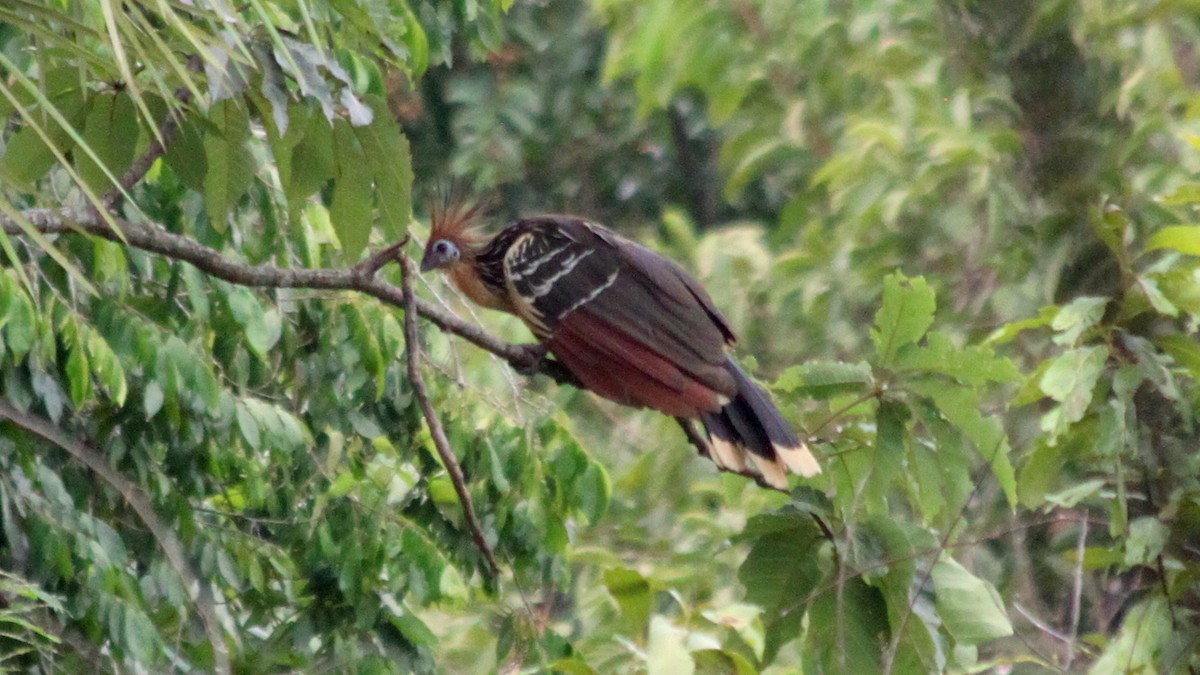 Hoatzin - ML616561837