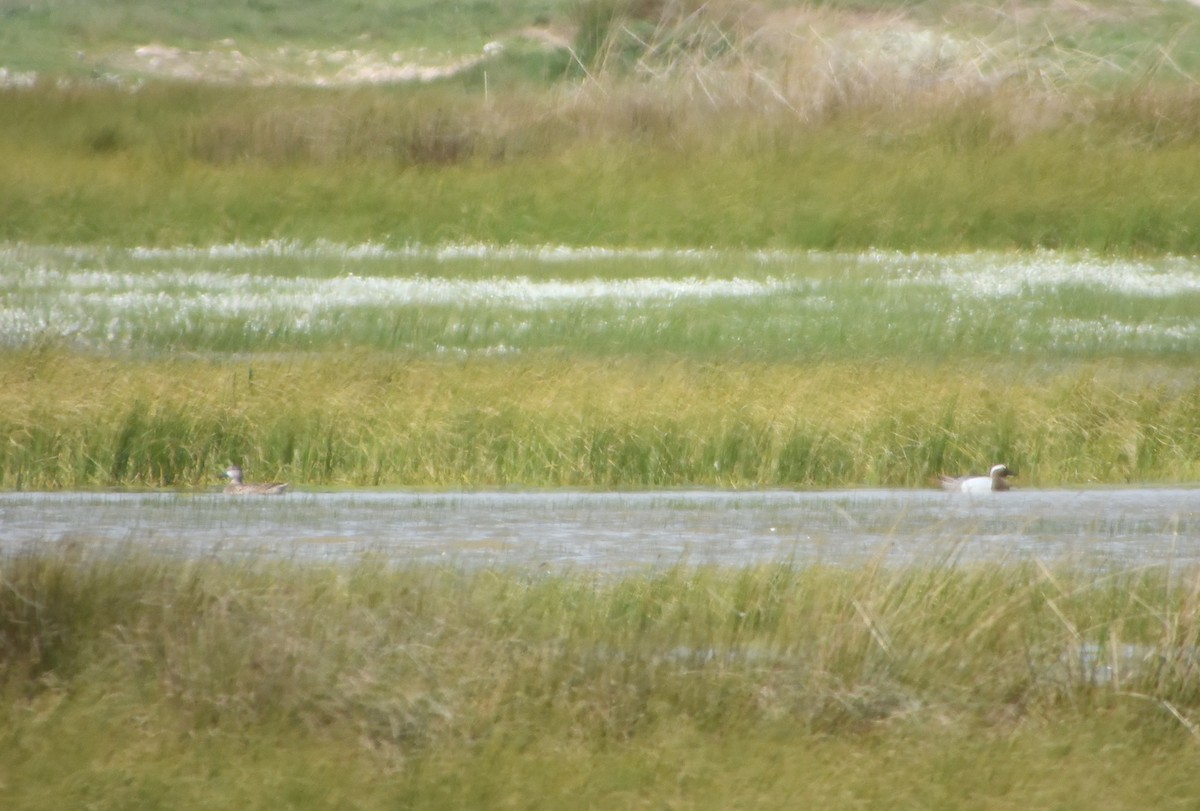 Garganey - ML616561852