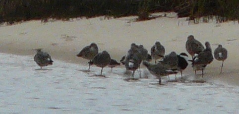 Short-billed Dowitcher - Sean McCool