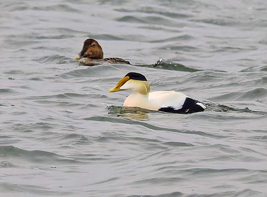 Common Eider - ML616561868