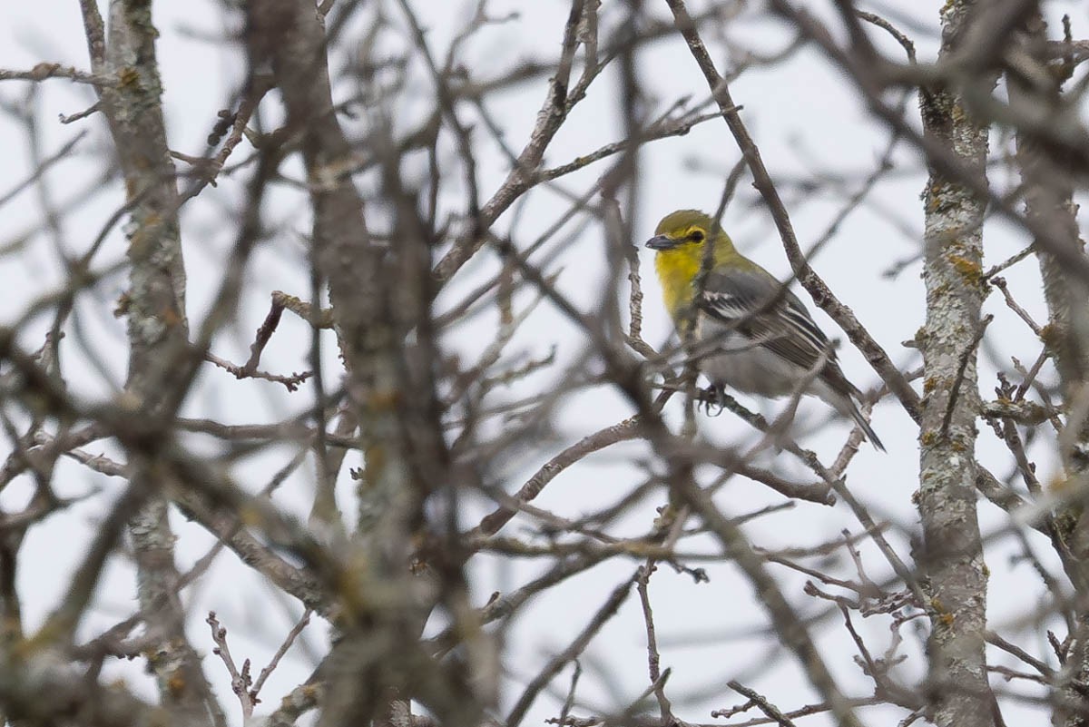 Yellow-throated Vireo - Mark  Laussade