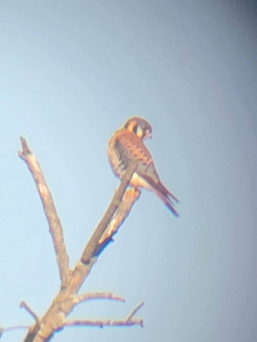 American Kestrel - ML616561894