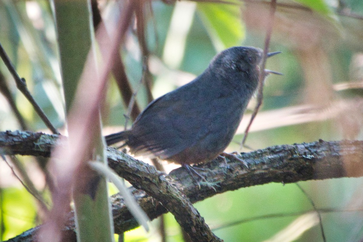 Perija Tapaculo - ML616561905