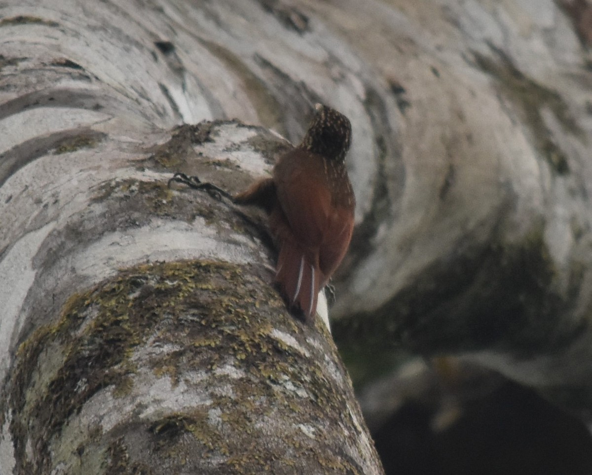 Buff-throated Woodcreeper - ML616561906