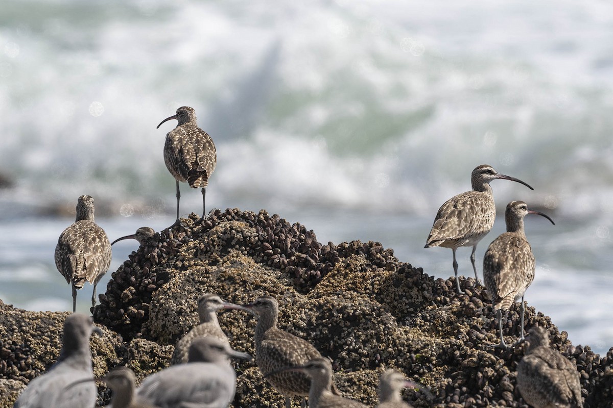 Whimbrel - ML616561920