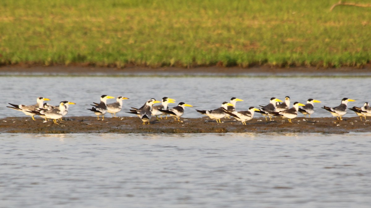 Large-billed Tern - ML616561925