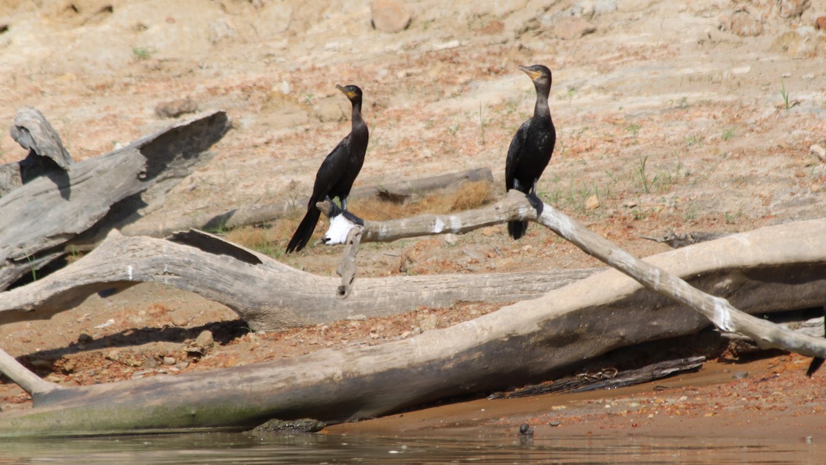 Neotropic Cormorant - ML616561941