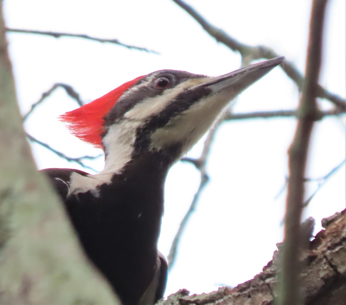 Pileated Woodpecker - Steve Aversa