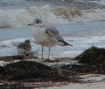 Ring-billed Gull - ML616561983