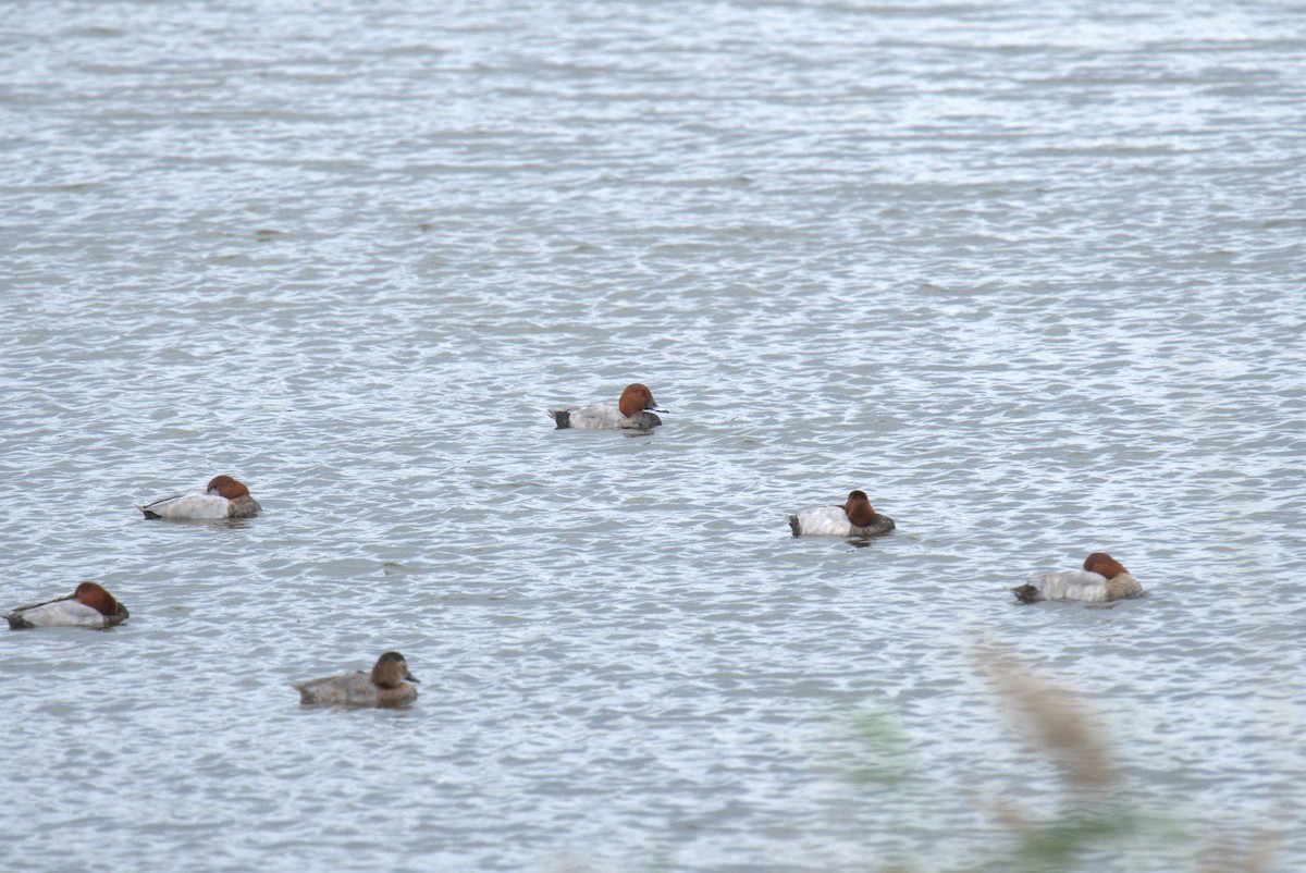 紅頭潛鴨 - ML616561987