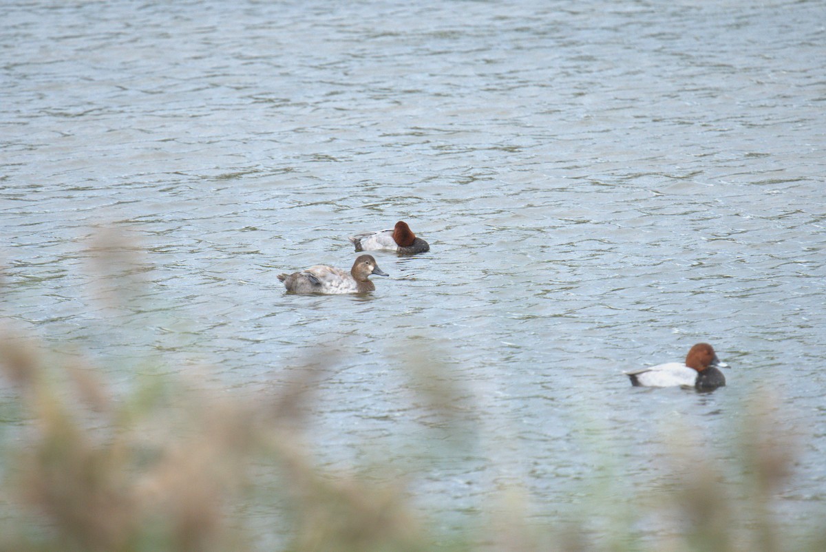 Common Pochard - Cindy & Gene Cunningham