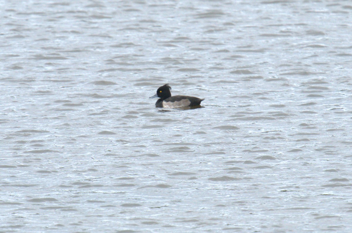 Tufted Duck - ML616562022