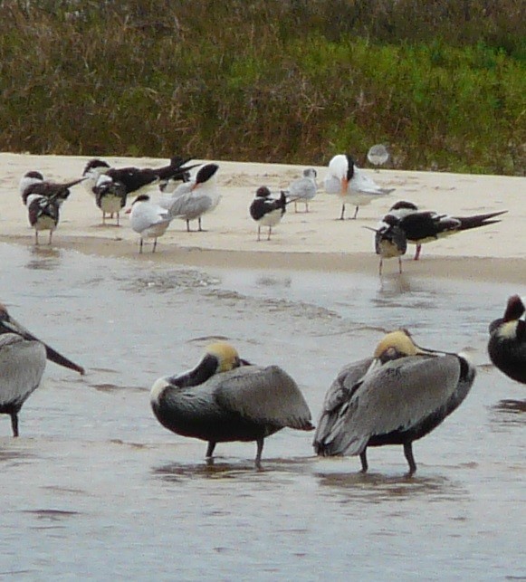 Black Skimmer - ML616562048