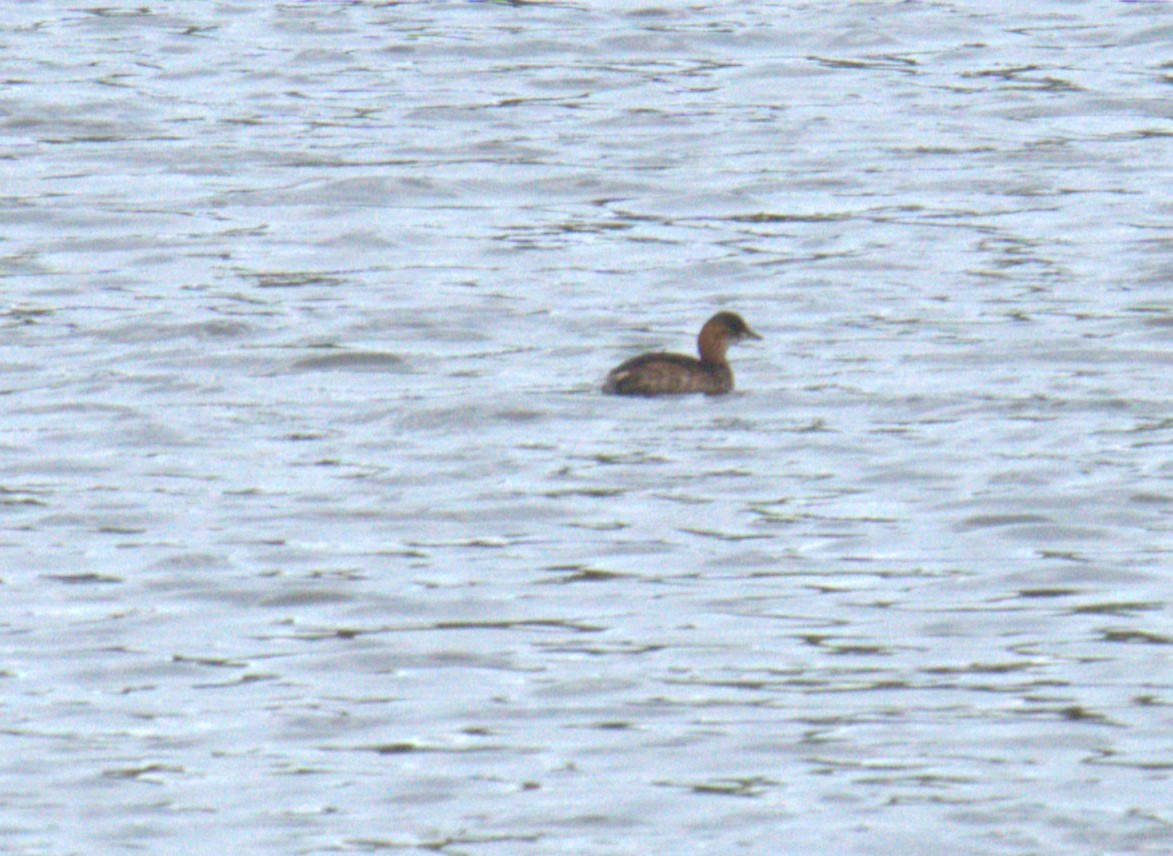 Little Grebe - ML616562050