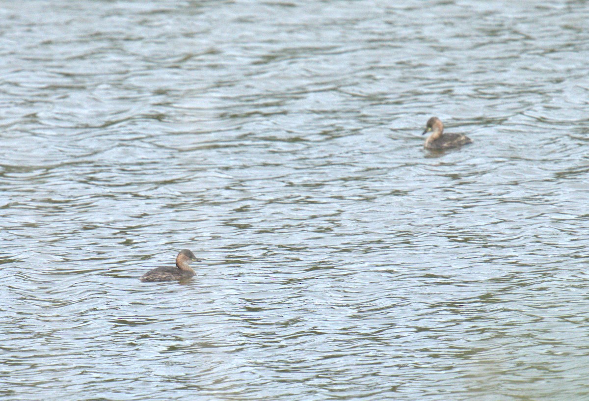 Little Grebe - Cindy & Gene Cunningham