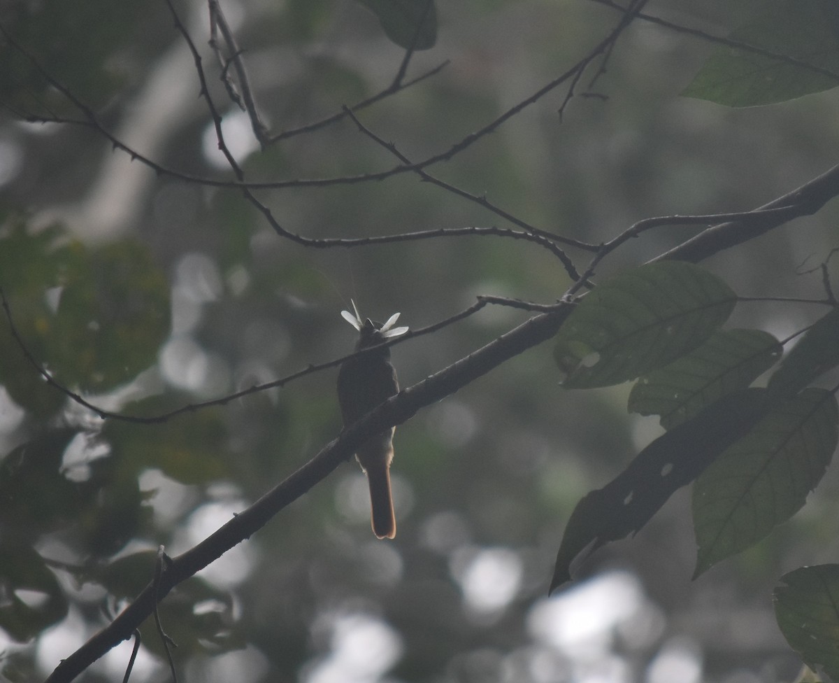 Rufous-tailed Flatbill - ML616562084