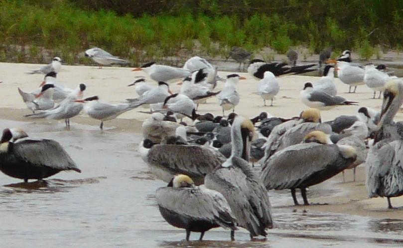 Royal Tern - ML616562091