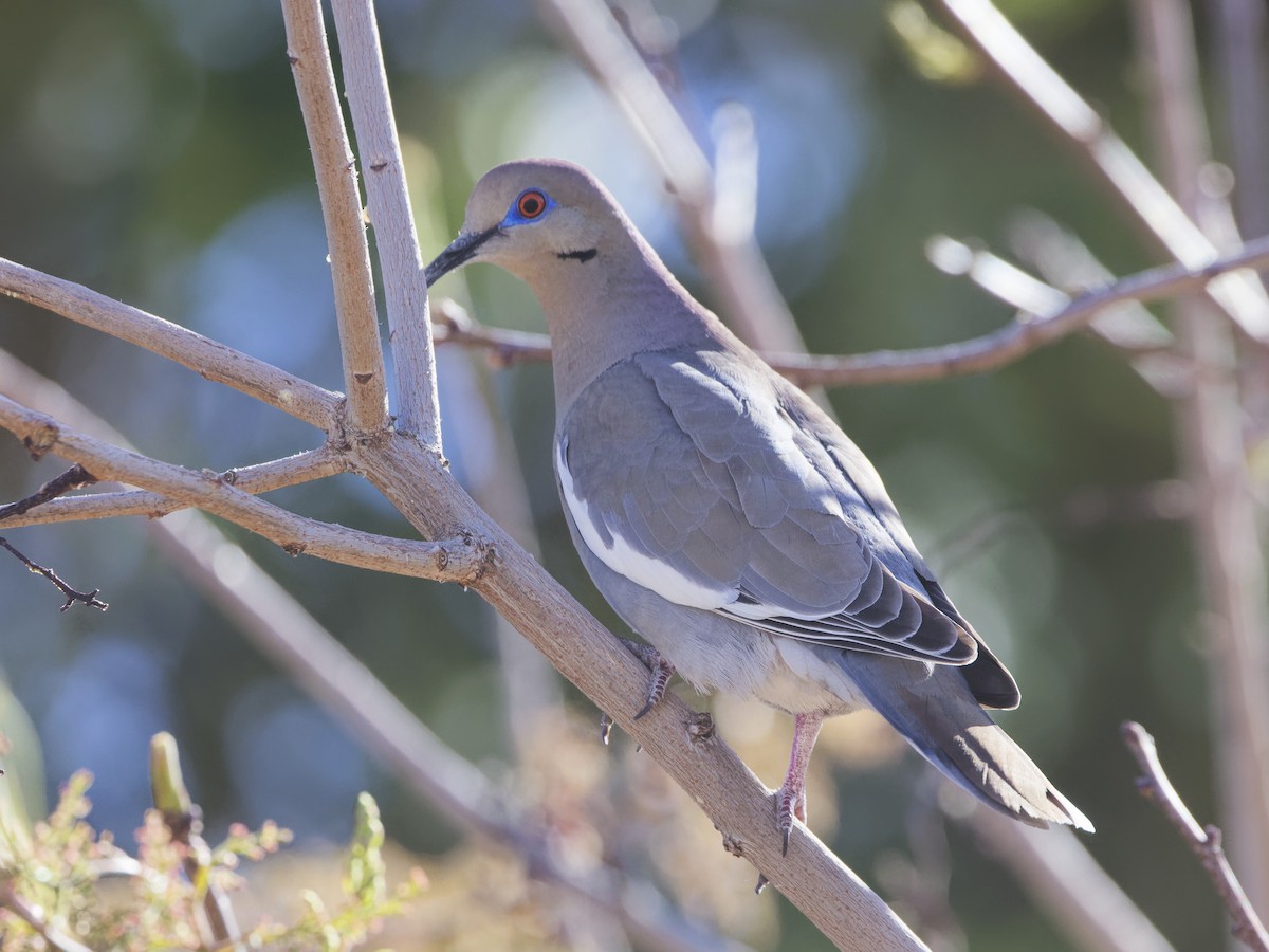 White-winged Dove - ML616562169