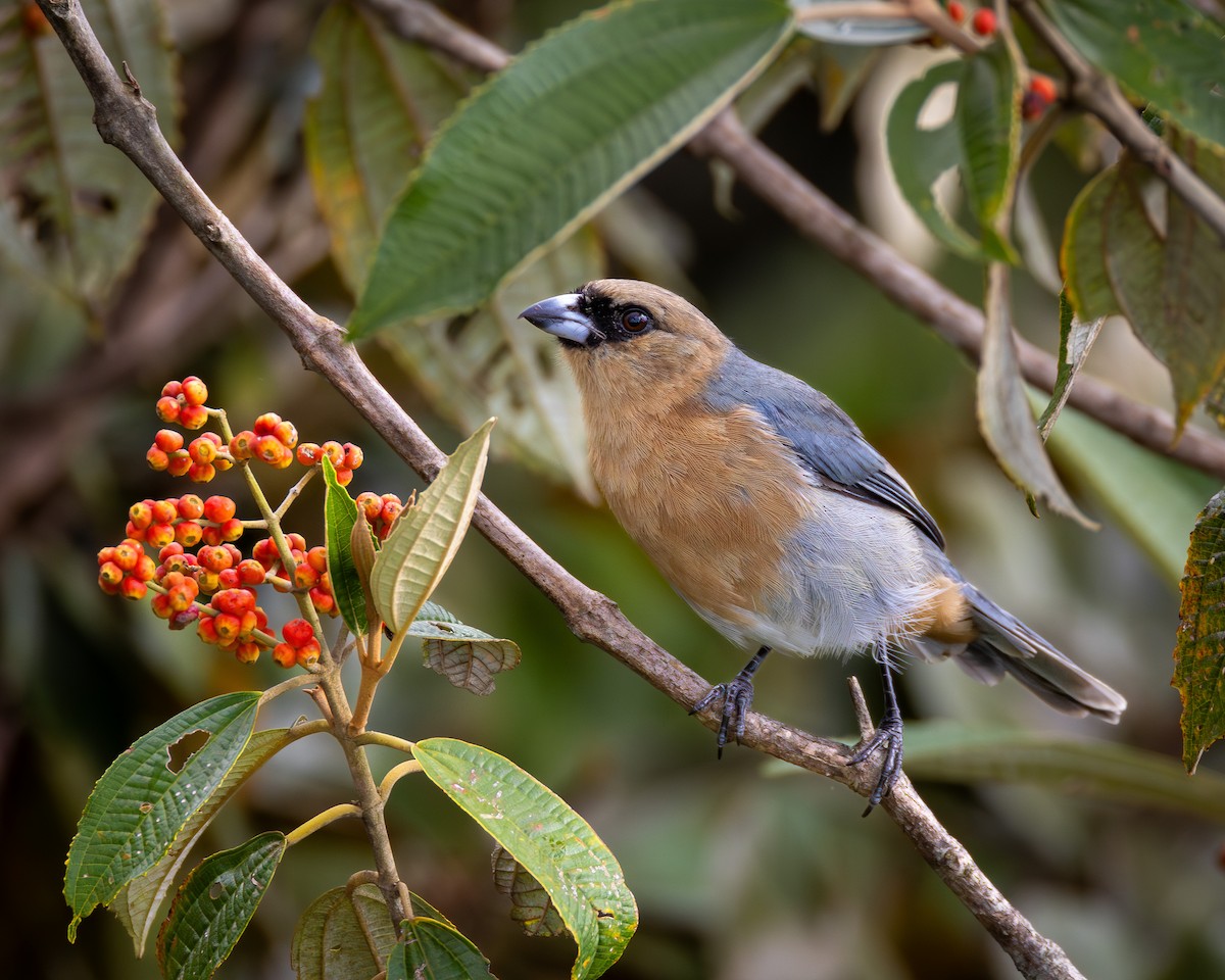 Cinnamon Tanager - ML616562206