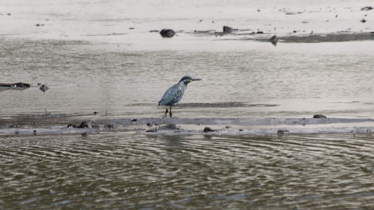 Striated Heron - ML616562231