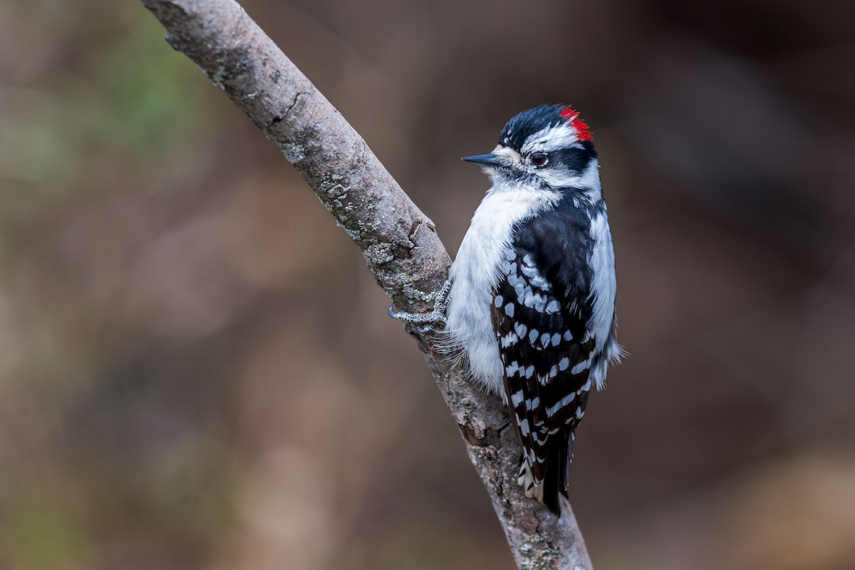 Downy Woodpecker - ML616562238