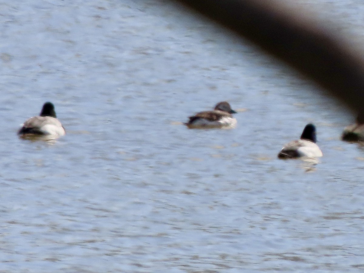 Long-tailed Duck - ML616562256