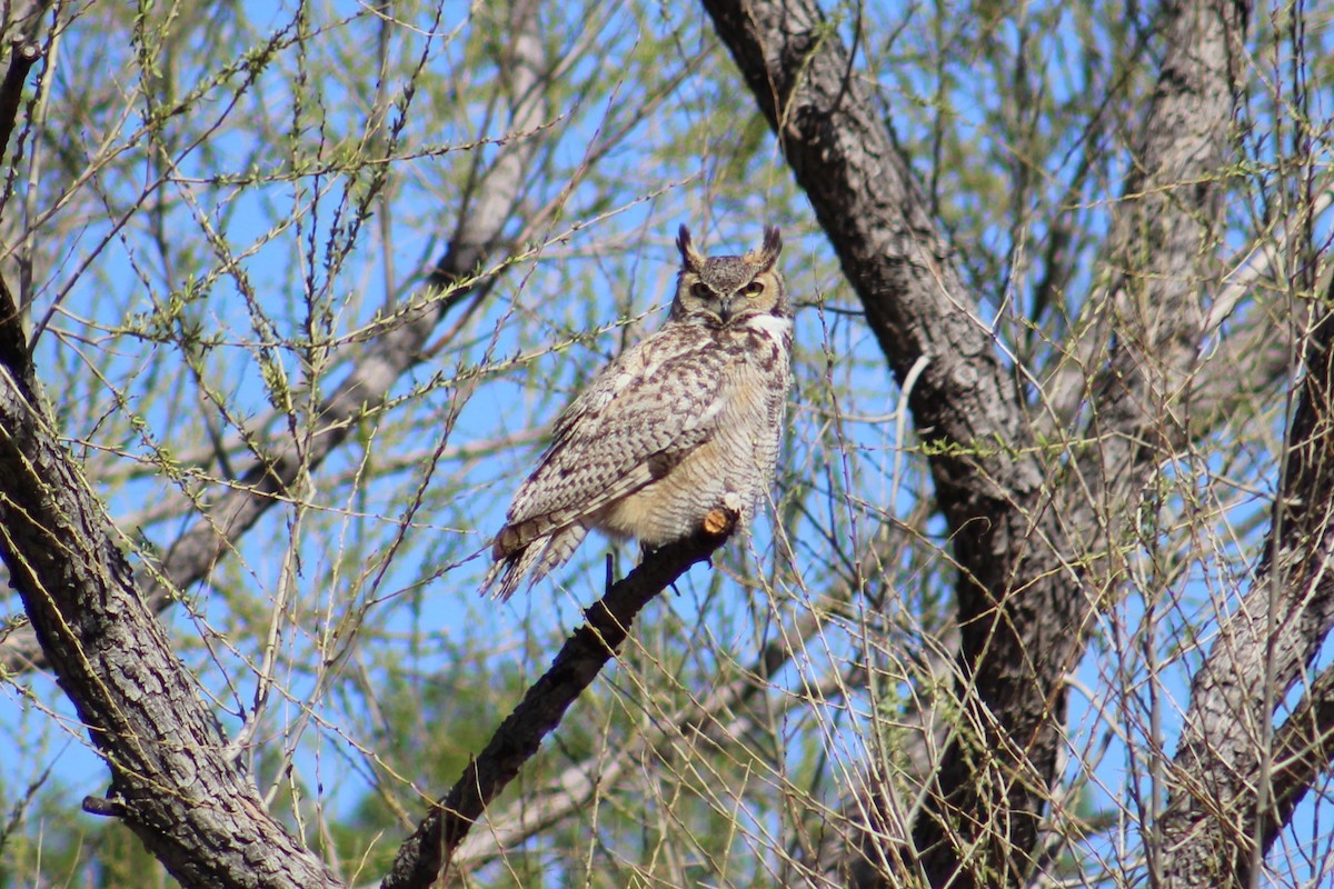 Great Horned Owl - ML616562263