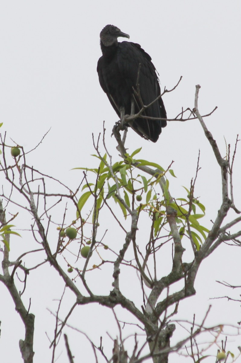 Black Vulture - Corné Pieterse