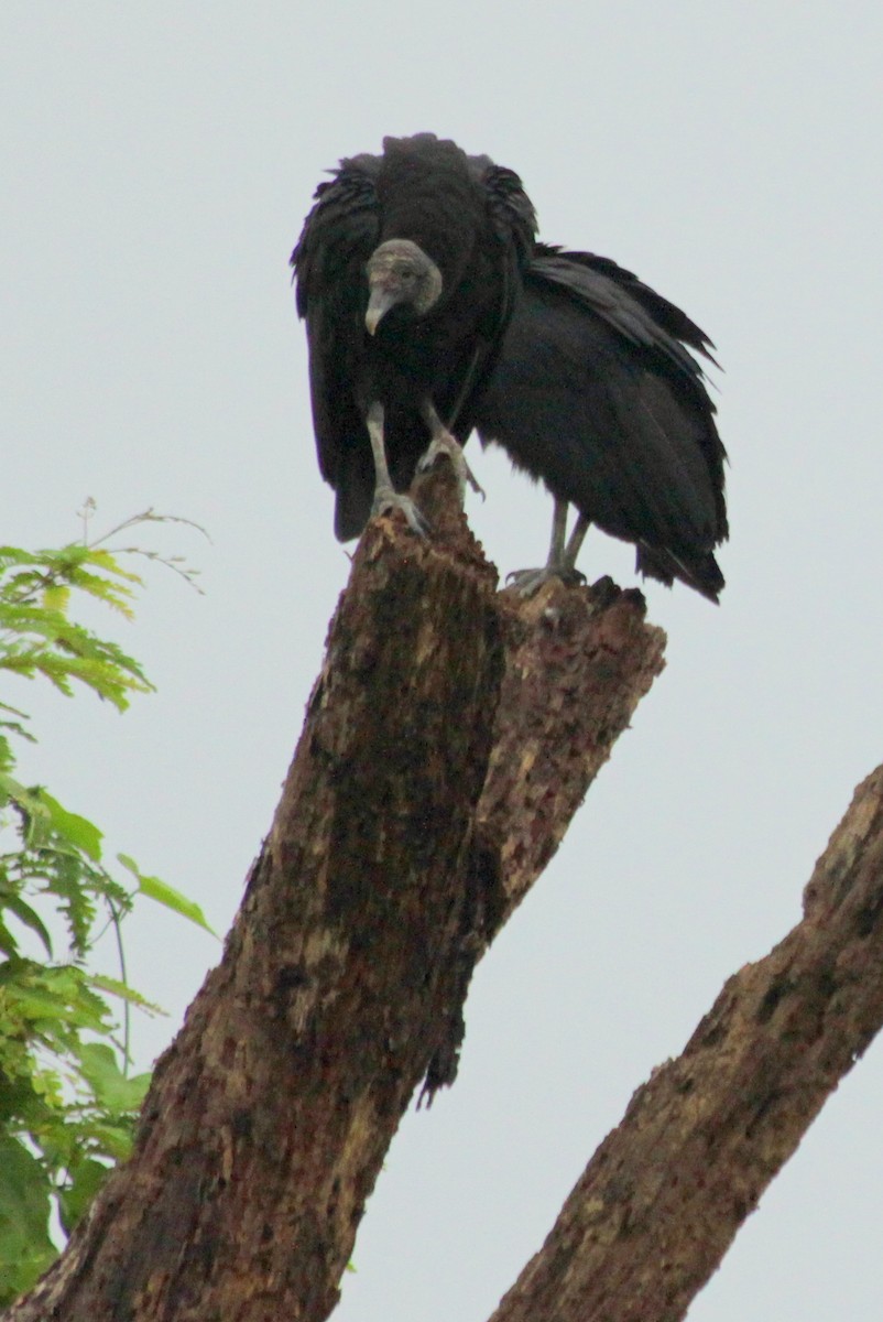 Black Vulture - ML616562267