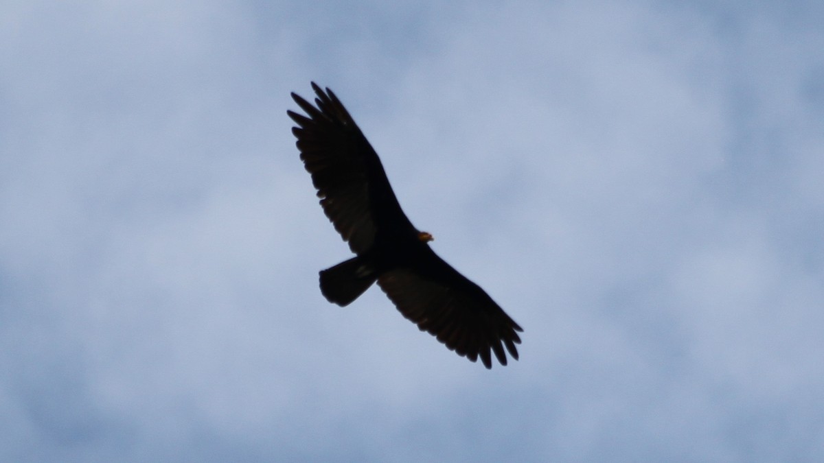 Greater Yellow-headed Vulture - ML616562273