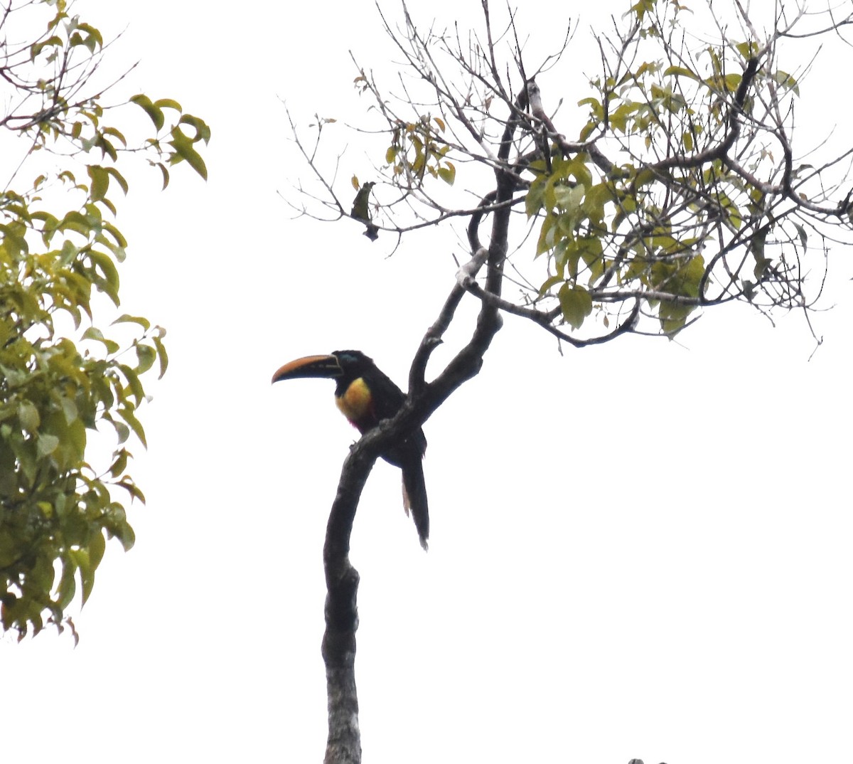 Chestnut-eared Aracari - ML616562276