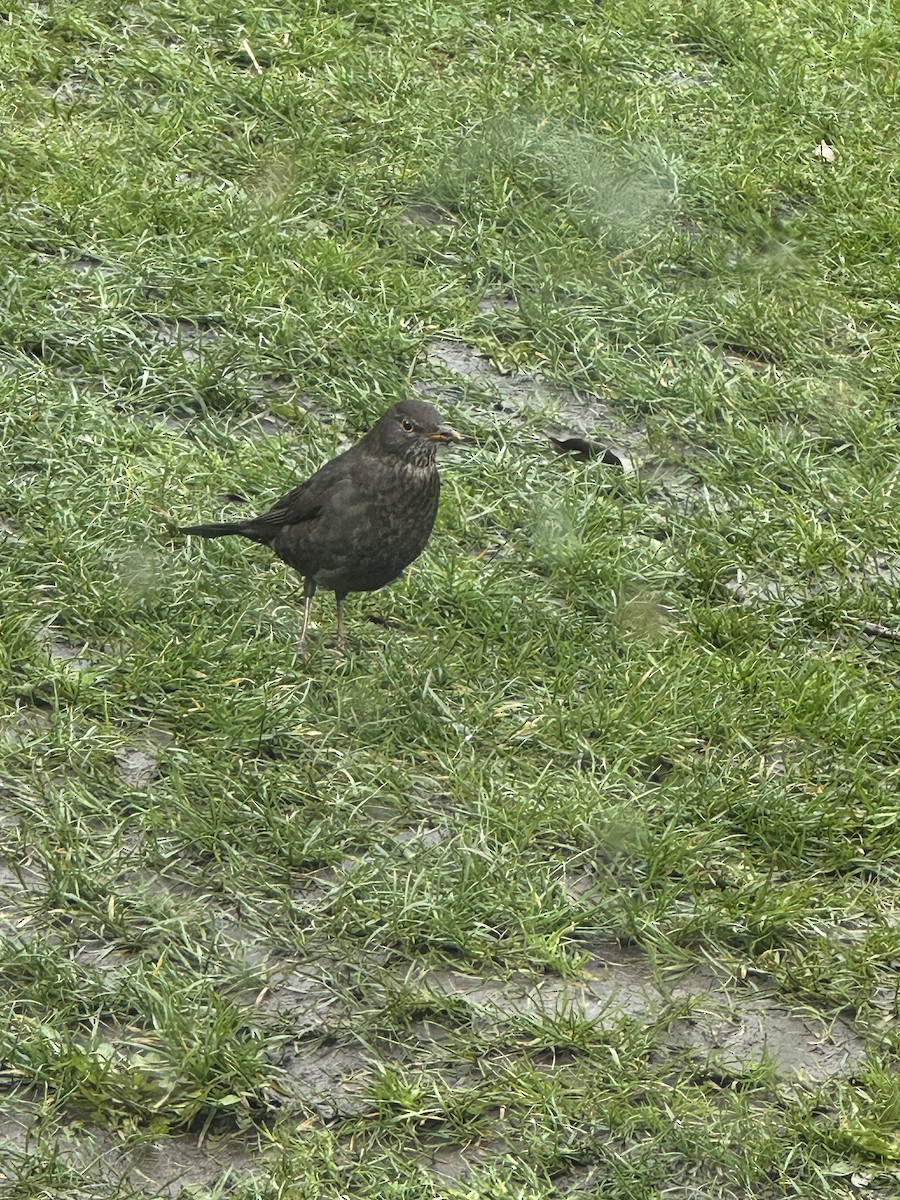 Eurasian Blackbird - ML616562277