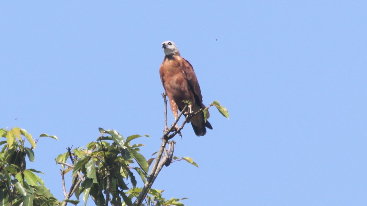 Black-collared Hawk - ML616562283