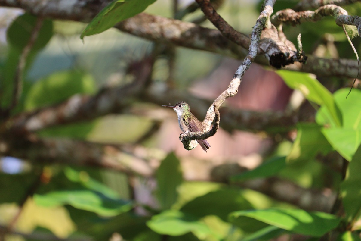 Azure-crowned Hummingbird - ML616562289