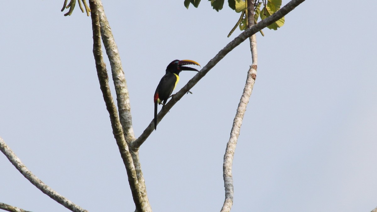 Lettered Aracari - ML616562302