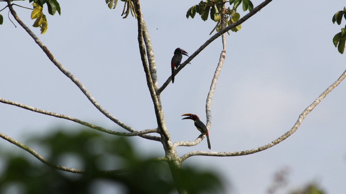 Lettered Aracari - Corné Pieterse