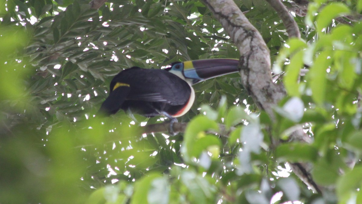 White-throated Toucan - ML616562308