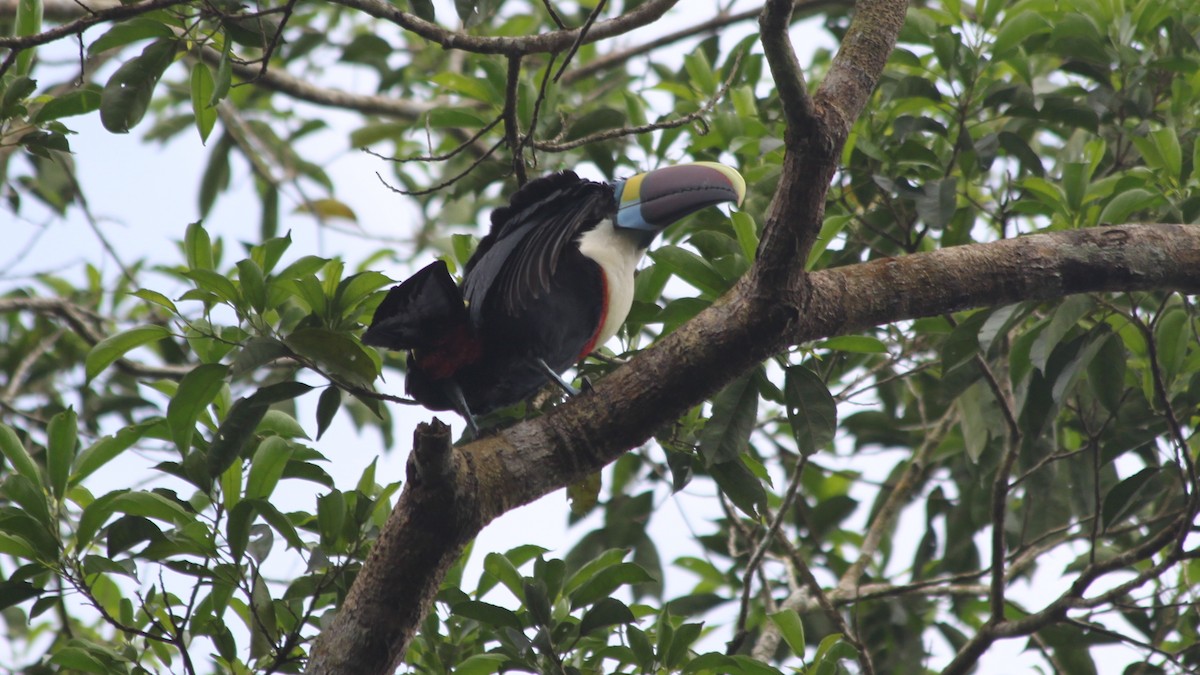 White-throated Toucan - ML616562309